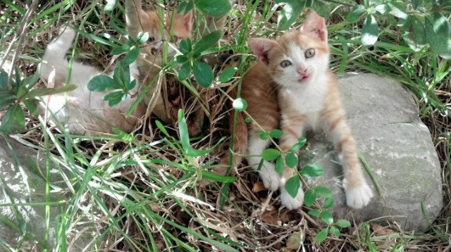 开云体育中国-南美风暴席卷亚洲！布鲁诺独造三球导演屠杀，哥伦比亚黄金一代露出獠牙